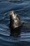 Sea Lion Head Sticking Up Out Of Water Monterey Bay California