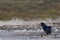 Sea Lion hunting penguins in the Falkland Islands