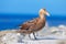 Sea Lion Island, Falkland Island. Bird in sand. Giant petrel, Macronetes giganticus = giganteus, big sea bird with young in the ne