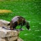 Sea lion jumping to sea at the zoo