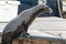 Sea lion jumps out of water onto dock