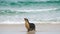 Sea lion at kangaroo island Australia