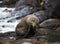 Sea lion at Katiki Point