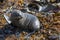 Sea lion at Katiki reserve in New Zealand