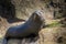 Sea lion at Katiki reserve in New Zealand