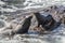 Sea lion at Katiki reserve in New Zealand