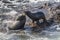 Sea lion at Katiki reserve in New Zealand