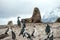 Sea lion and King Cormorant colony, Tierra del Fuego, Argentina - Chile