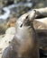 Sea lion at La Jolla Cove in California