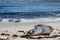 A sea lion lays on the beach in La Jolla, California