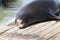 A sea lion lies lazily on a pontoon and enjoys the sunbeams