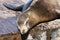 A sea lion lies lazily on a raft and bathes in the sun