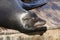 A sea lion lies lazily on a raft and bathes in the sun