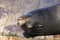 A sea lion lies lazily on a raft and bathes in the sun