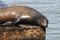 A sea lion lies lazily on a raft and bathes in the sun