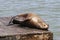 A sea lion lies lazily on a raft and bathes in the sun