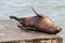 A sea lion lies lazily on a raft and bathes in the sun