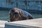 Sea lion lying down in a dock