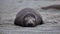 Sea lion lying on the sand in South Georgia, Antarctica