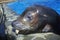 Sea Lion, Magic Mountain, Los Angeles, CA