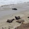 Sea lion males fighting, seagulls on rocky beach waves