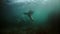 Sea lion mammal animal underwater in muddy water of Sea of Okhotsk.