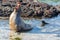 Sea Lion and Marine Iguana