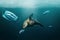 Sea lion with medical mask in mouth due to COVID trash pollution