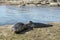 Sea Lion milking baby seal on the beach, La Jolla, California