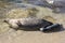 Sea Lion milking baby seal on the beach, La Jolla, California