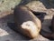 Sea lion in Monterey