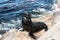 Sea lion in Monterey, California