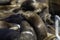 Sea Lion on a Moss Landing dock