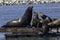 Sea Lion on a Moss Landing dock