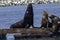 Sea Lion on a Moss Landing dock