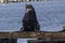 Sea Lion on a Moss Landing dock