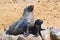 Sea lion, mother with cub, Skeleton Coast site, large sea lion colony, Namibia, Africa