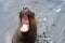 Sea lion with open mouth.