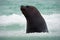 Sea lion, Otaria flavescens, in the water. Sea lion in the ocean waves. Wildlife scene with Sea lion. Detail portrait of Sea