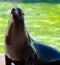 Sea Lion Otariinae