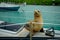 Sea lion over a boat in santa cruz galapagos islands