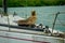 Sea lion over a boat in santa cruz galapagos islands