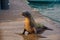 Sea lion at pelican bay