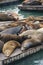 Sea lion at Pier 39, San Francisco