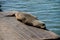 Sea lion on Pier 39 in San Francisco, California, USA.