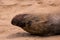 A sea lion play sand on the beach