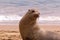 A sea lion play sand on the beach