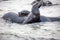 Sea lion playing with couple ,Galapagos