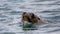 Sea lion playing in the ocean