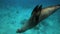 Sea lion playing with pebble underwater